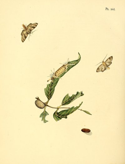Papillons du Suriname - Jan Christiaen Sepp